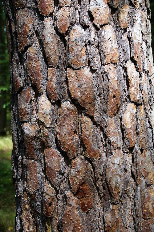 the bark of the tree strain bark