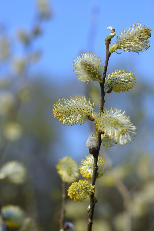 the basis of willow catkins willow