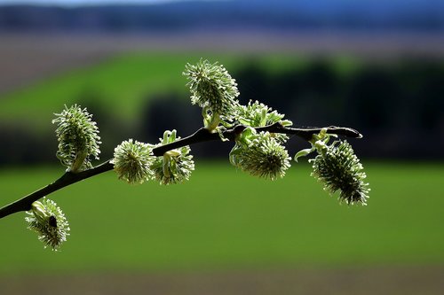 the basis of  spring  beauty