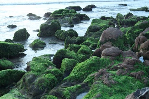 the beach rock moss