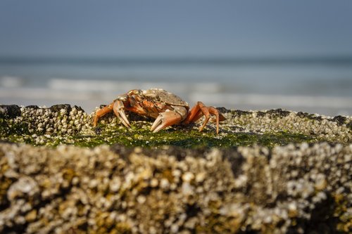 the beach crab  carcinus maenas  crab