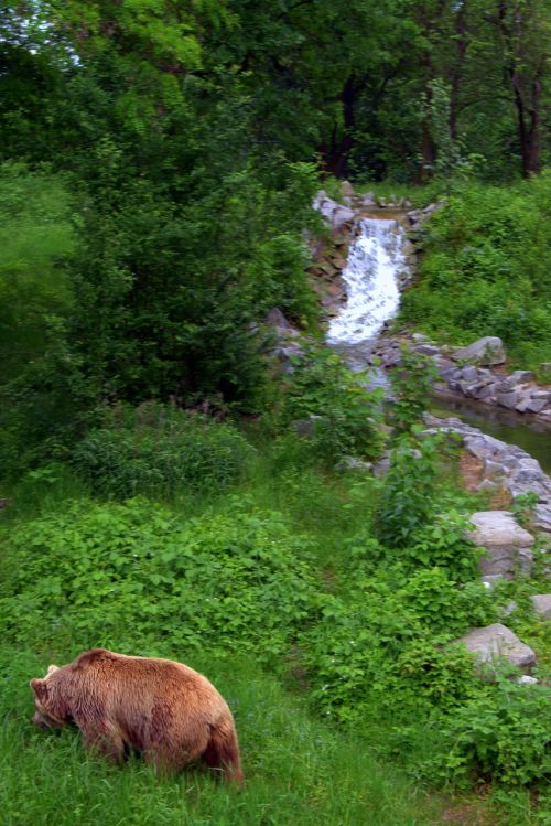 the bear wildlife brook