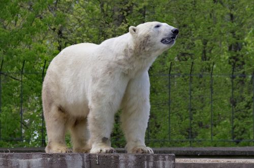 the bear polar white