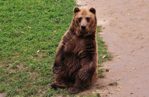 the bear teddy bear brown