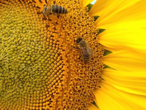 sunflower the bees insect