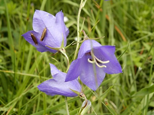 the bell  flower  nature