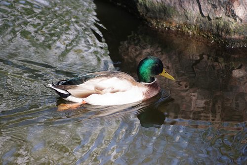 the birds  duck  water bodies