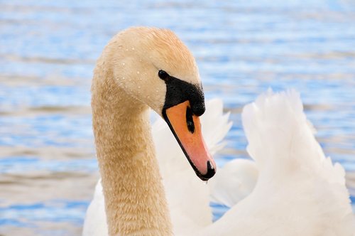 the birds  swans  nature