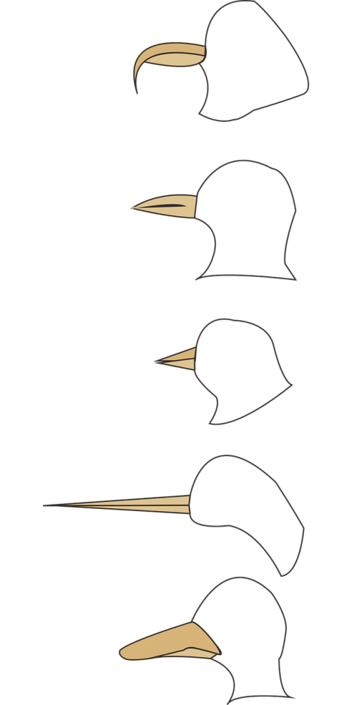 the bird's beak hand-painted line