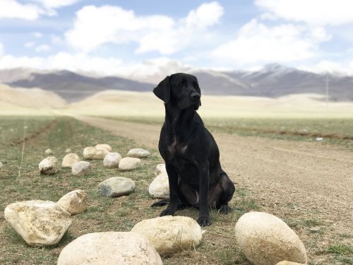 the black dog labrador prairie