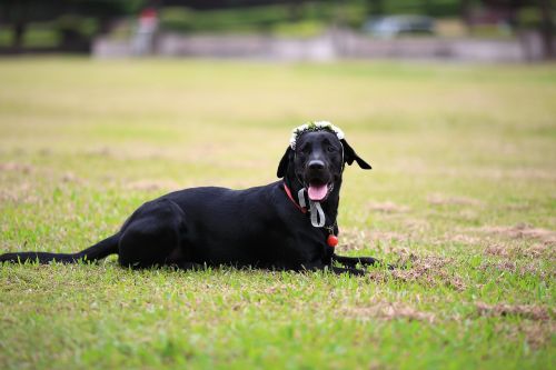 the black dog labrador lawn