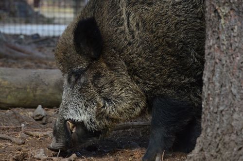 the boar wild boar animal