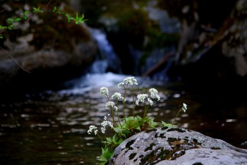 the body of water nature wildflower
