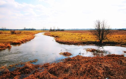 the brook  river  landscape