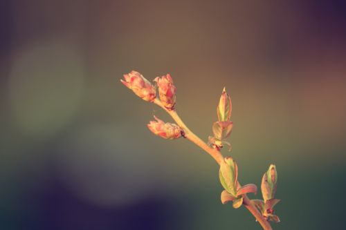 the buds spring garden