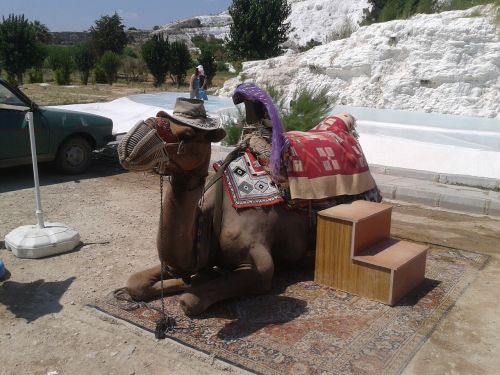 the camels live tourist attraction