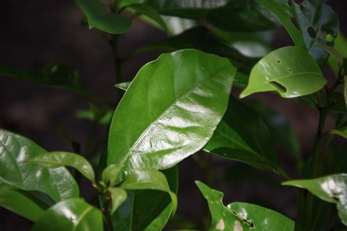 the camphor leaf green