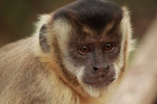 the capuchin monkey  monkey  primates