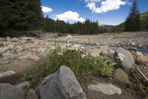 the carpathians landscape nature