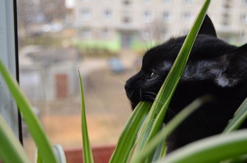 The Cat Eats The Leaves Of A Flower