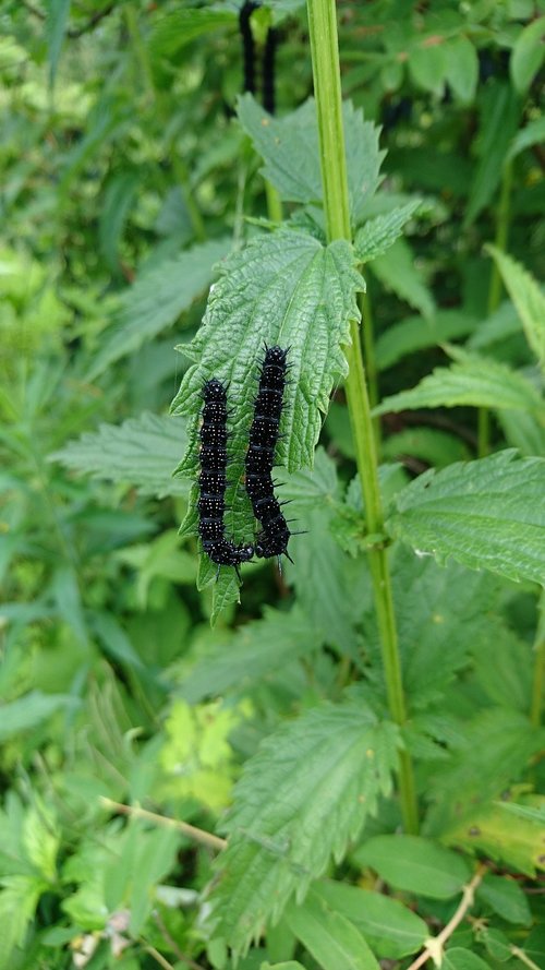 the caterpillars  aglais urticae  hives