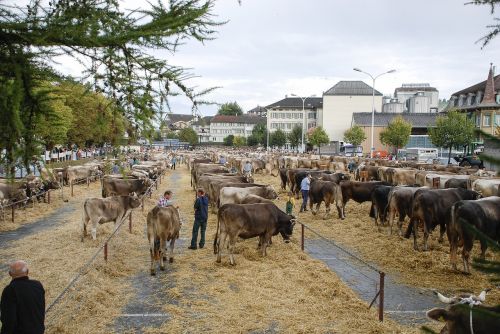 the cattle market the cow appenzell