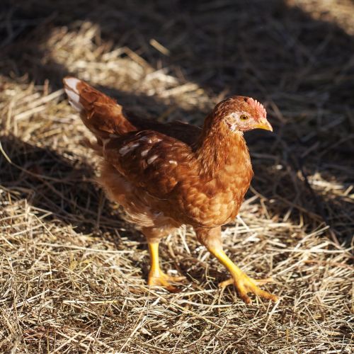 the chicken young hens straw