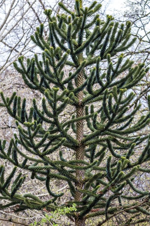 the chilean araucaria araucaria araucana chile pine