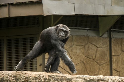 the chimp  monkey  the zoo