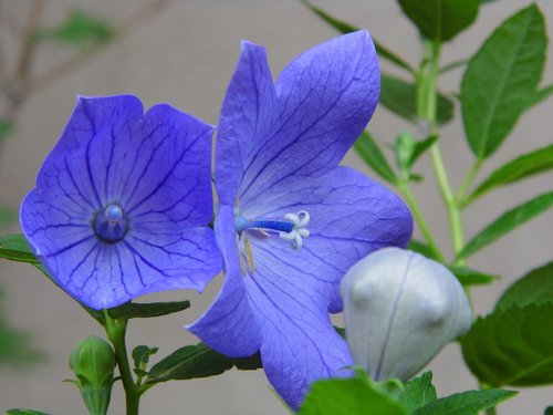the chinese doorbell  balónovník veľkokvetý  blue flower