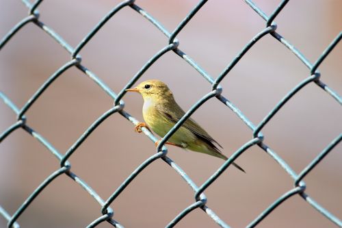 the çivgin common warbler phylloscopus collybita