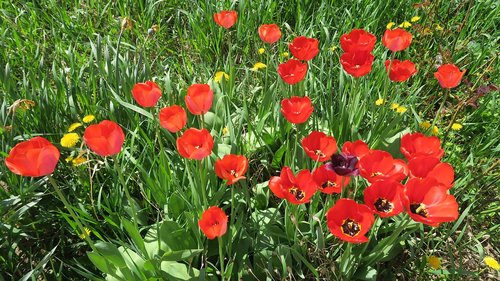 the colors of spring  tulip