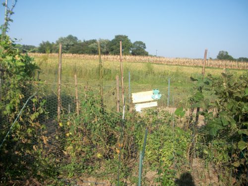 The Community Garden