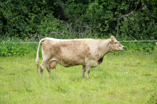 the cow agriculture animal