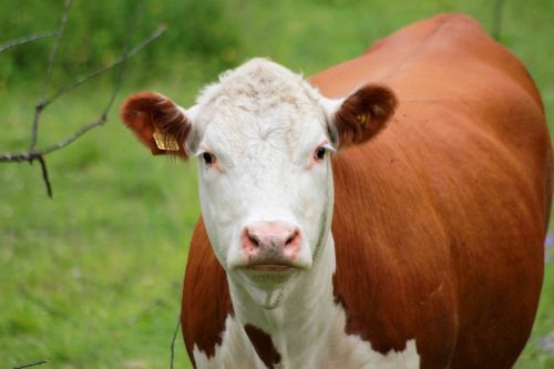 the cow animal countryside