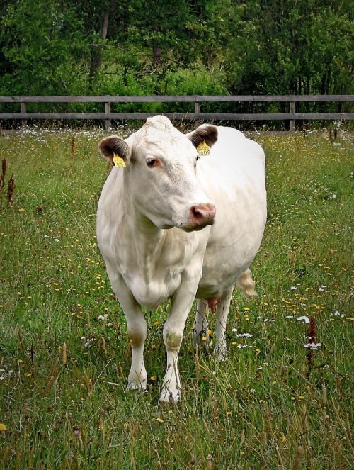 the cow white animal
