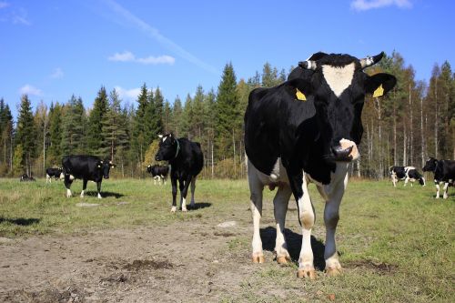 the cow pasture agriculture