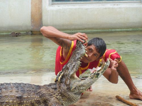 the crocodile farm crocodile farm samut prakan