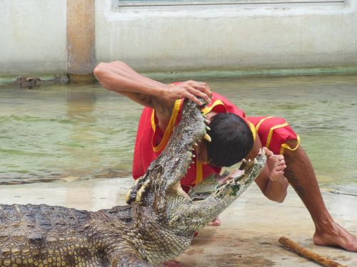 the crocodile farm crocodile farm samut prakan