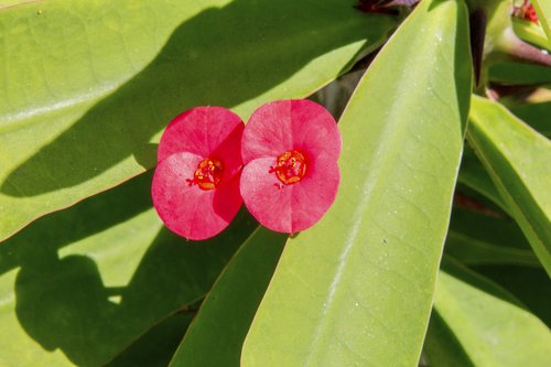 the crown of christ  red flower  small flower