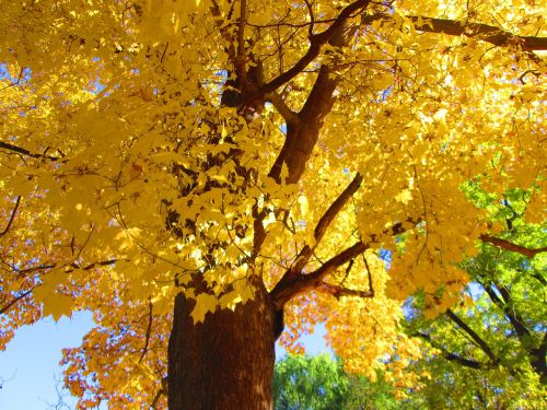 the crown of the tree yellow leaves sky