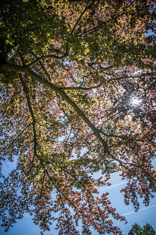 the crown of the tree  leaves  tree