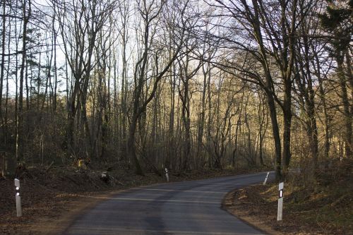 the curve of road road in the forest forest