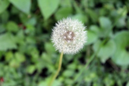 The Dandelion