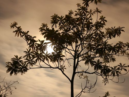 the dark night moon trees