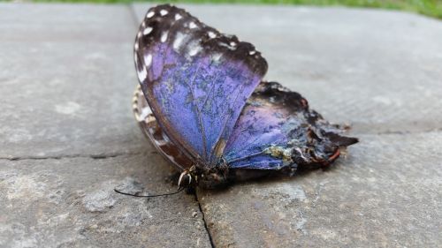the dead butterfly death animal