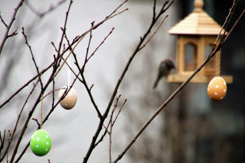 the decision-add bird eggs