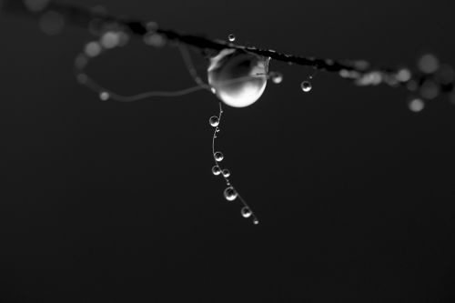the dew drop water