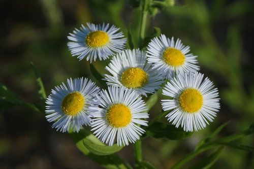 the dog died first  wildflower  white flower