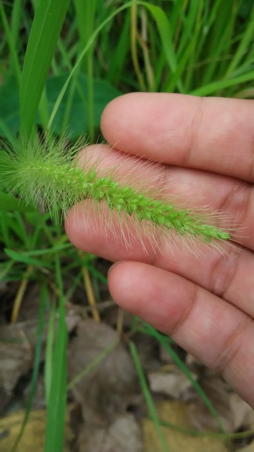 the dog's tail grass green hand
